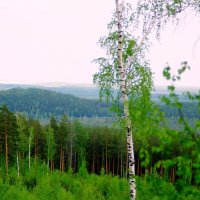 Юный лес в зелёный дым одетый.... :: Анна Суханова