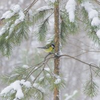 Синица :: Дима Пискунов