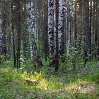 Цветущий лес :: Анна Суханова