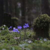В темно-синем лесу... :: Татьяна Панчешная