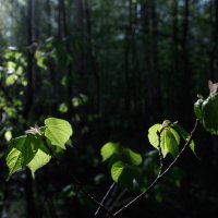 Зелёные листья на солнце :: Алексей Петропавловский