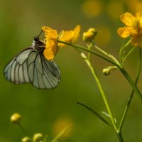 Бабочка на лютиках. :: Вадим Басов