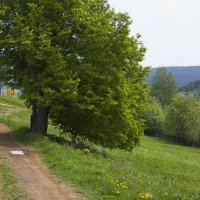 Липа :: Алексей Екимовских