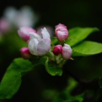 Яблони в цвету, весны творенье.... :: Анна Суханова