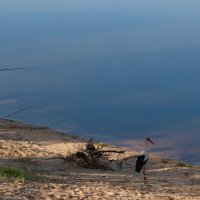 помощник прилетел... :: Владимир Зырянов