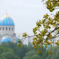 Тополь. :: Александр Сергеевич 