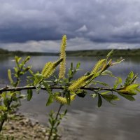 Ока после дождя :: Вадим Залыгаев