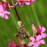 паук кристикус Xysticus cristatus  IMG_3584 :: Олег Петрушин