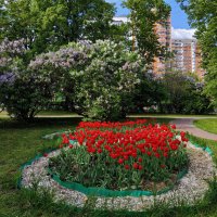 В это время года Сиреневый б-р сиренево-тюльпановый :: Андрей Лукьянов