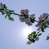 Яблони цветут :: Виктор 