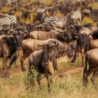 Много-много диких... антилоп.Танзания! :: Александр Вивчарик
