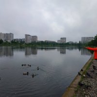 Снимать надо не только в солнечные дни. Кормить птиц - тоже :: Андрей Лукьянов