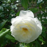 "А белой розы красота, чарует дивной чистотой..." :: Galina Dzubina