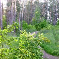 В сосновый лесок на прогулку :: Raduzka (Надежда Веркина)