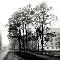 Деревья в тумане :: Николай Филоненко 