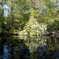 Куст черёмухи над водой. :: Лия ☼