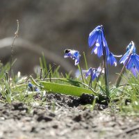 Весна :: Роман Савоцкий