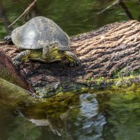 Европейская болотная черепаха :: Игорь Сарапулов