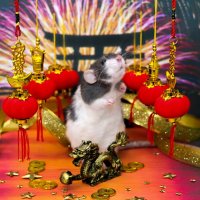 Китайский Новый Год! Год Крысы! :: Татьяна Попова