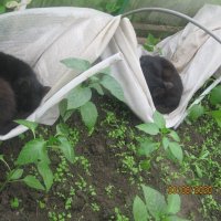 Коты садоводы :: Maikl Smit