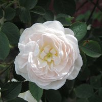 Белая кустовая роза. :: Нина Акарцева 