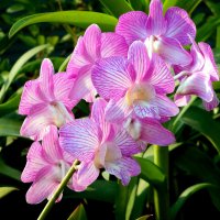 Орхидеи :: ирина 