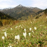 Безвременники :: Светлана Попова