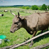 С годами седеют даже бурёнки... :: Анна Григорьева