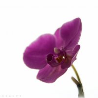 Орхидея :: Валерий Задорожный