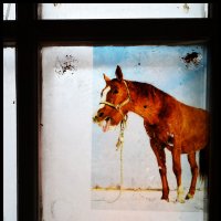 лошадь в окне :: Владислав Кравцов
