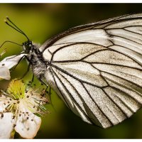 Aporia crataegi - Боя́рышница :: Антон Коньшин