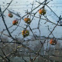 «Мокрый сад за окном…» :: Светлана Шестова