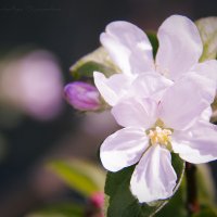 цветочек... :: Наталия Дурандина