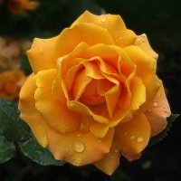 Жёлтая роза :: Светлана Шестова