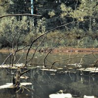 Бег по течению :: Василий Хорошев