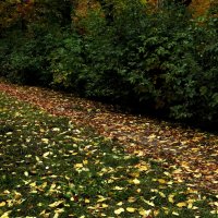 Тропинка опавшей листвы :: Алексей 