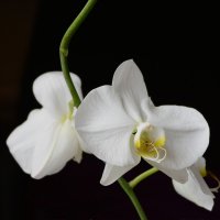 Орхидея :: Юрий Никульников