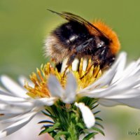 The Bumblebee :: Roman Ilnytskyi