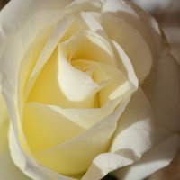 Шепчет нам красная роза о страсти, белая роза - о нежной любви...(с) :: Галина Баханова