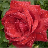 Роза осенняя :: galina tihonova