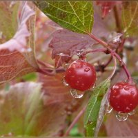 Калина красная в капельках дождя :: galina tihonova