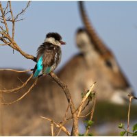 Kingfisher :: Елена Жукова
