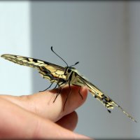 Бабочка :: Кристина Волошина