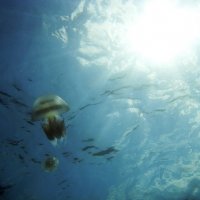 медуза :: валерия мамбетова