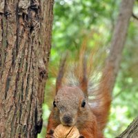 The Squirrel with nut again :: Roman Ilnytskyi
