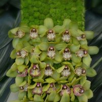 Орхидеи цимбидиум. :: Ольга 