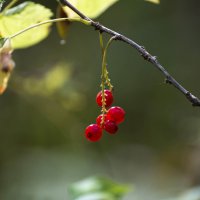 Дикая смородина из Уссурийской тайги :: Виктор Алеветдинов