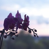 орхидея :: Мария Комарова