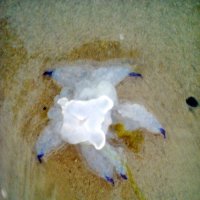 медуза :: Натали Жоля