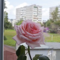 Розовая роза :: Екатерина Калашникова
